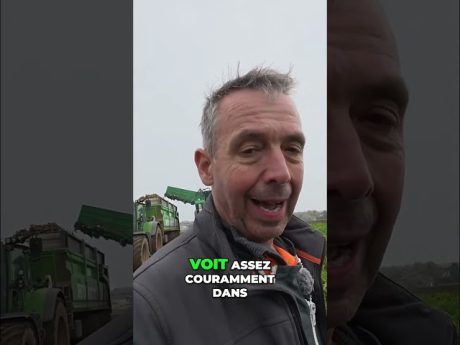 Récolte des chicons dans le nord : c’est quoi ? #shorts