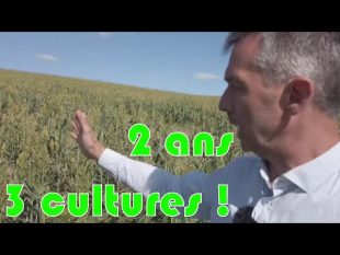 Relay crooping ou culture en relais