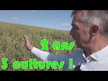 Relay crooping ou culture en relais