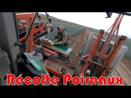 Récolte des poireaux et petite annonce …