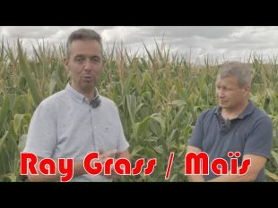 Ray grass résistants comment s’en débarasser grâce au maïs