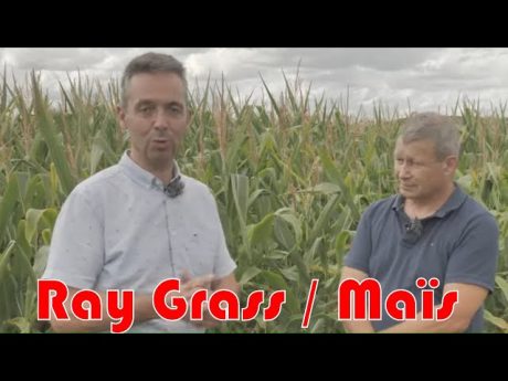 Ray grass résistants comment s’en débarasser grâce au maïs