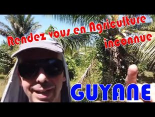 Découverte de l’agriculture guyanaise de ces richesses et de sa diversité.