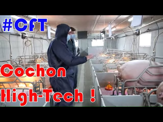 Cochon, tracteurs et légumes ! [tour de france] #cft 🚜 jour 7