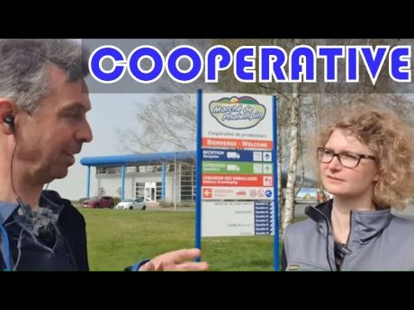 🔵visite de ma coopérative : le marché de phalempin !