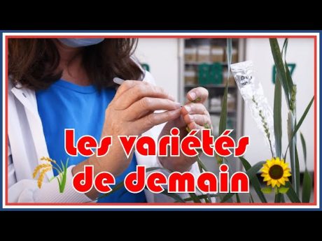 Résistance à la sècheresse, aux maladies, des cultures !