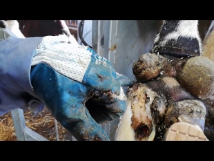 La manucure des vaches ! #bienetreanimal – elevage laitier