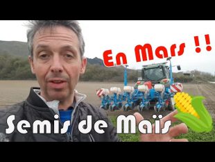 Je sème maïs avant mes betteraves!
