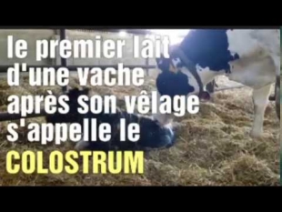 Le lait colostrum *vidéo courte*