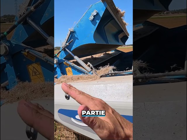 La récolte du lin au stripper ! 🌾