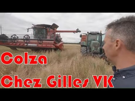 Moisson des colza chez gilles vk 🚜