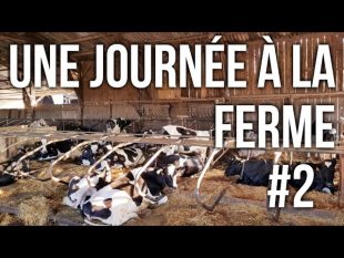 Une journÉe a la ferme #2