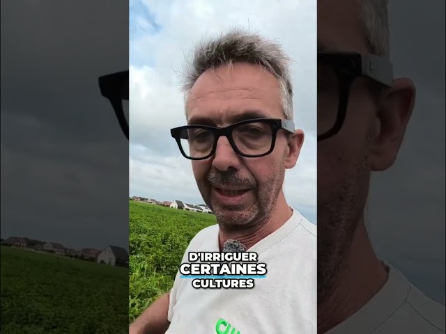 Sécheresse : l’agriculture en alerte, cultures en péril ! #shorts
