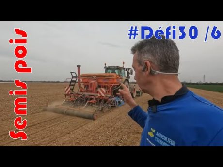 Semis de pois