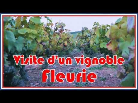 Production et protection de la vigne dans le beaujolais #cft j6