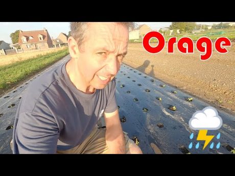Dégats d’orage sur les cultures ☔