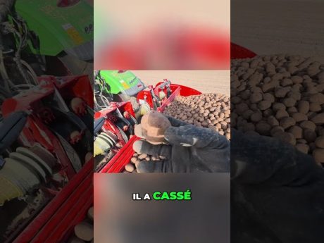 Secrets de plantation: l’art de planter les pommes de terre parfaites! #shorts