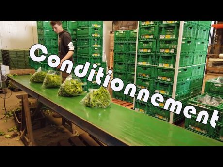 Conditionnement de nos salade en bio