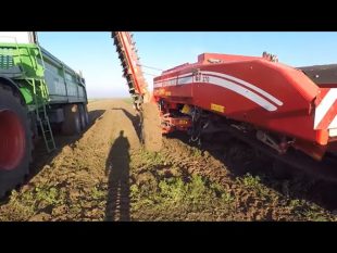 Arrachage des carottes 2018 : en bio