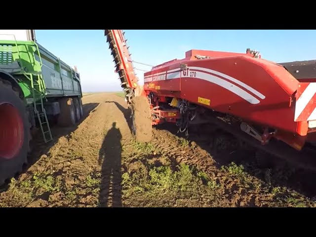 Arrachage des carottes 2018 : en bio
