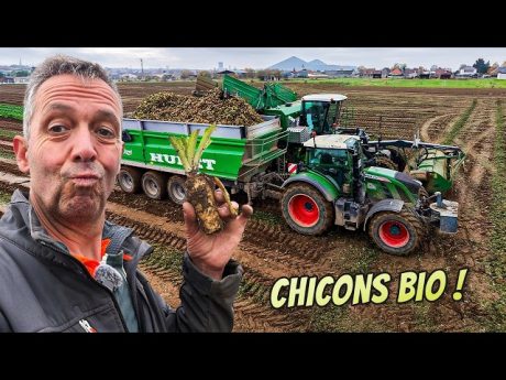 Pourquoi on coupe les chicons à 14 cm ? 🤔