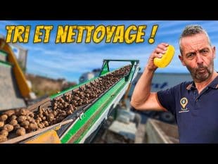 Dernier arrachage avant le championnat du monde de la frite ! 🍟