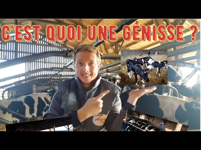 C’est quoi une génisse ?