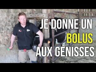 Pose de bolus et collier aux génisses