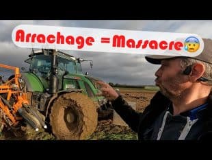 Arrachage compliqué pour les poireaux