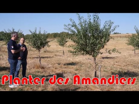 Planter des amandiers pour se diversifier ! Étape du cofarming tour !