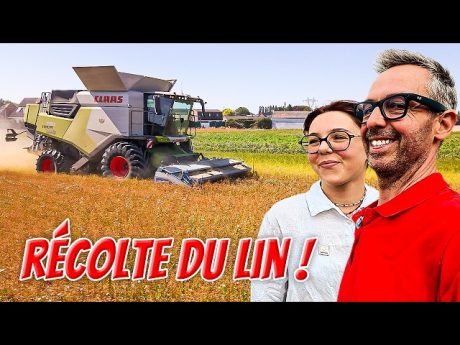 Comment je récolte le lin sans perdre une seule graine ? 🌾