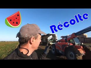 Récolte en équipe !!