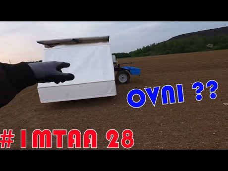 Désherbage des oignons bio #imtaa 28