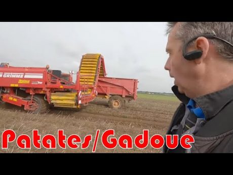 Arrachage des patates🍟 dans la gadoue … 1/3