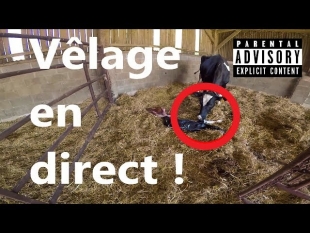 Vêlage d&rsquo;une vache en immersion !