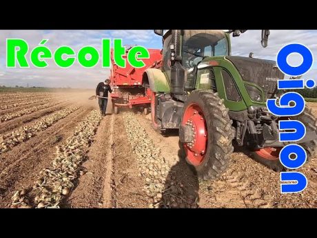 Récolte des oignons bio