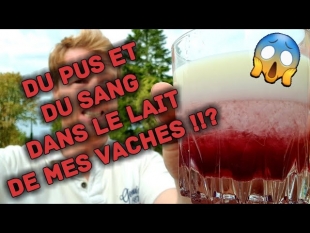 Sang et pus dans le lait de mes vaches !?!